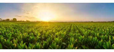 What Does "Tobacco-Free" Actually Mean?